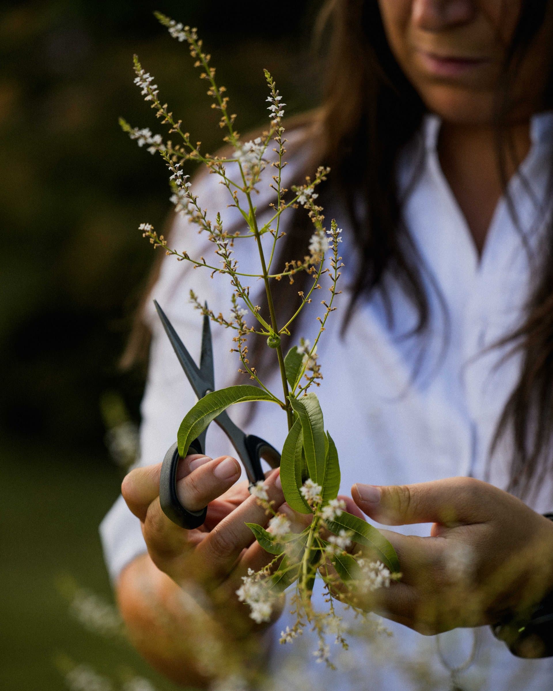 Hand-harvesting lemon verbena near Villa Ugo
